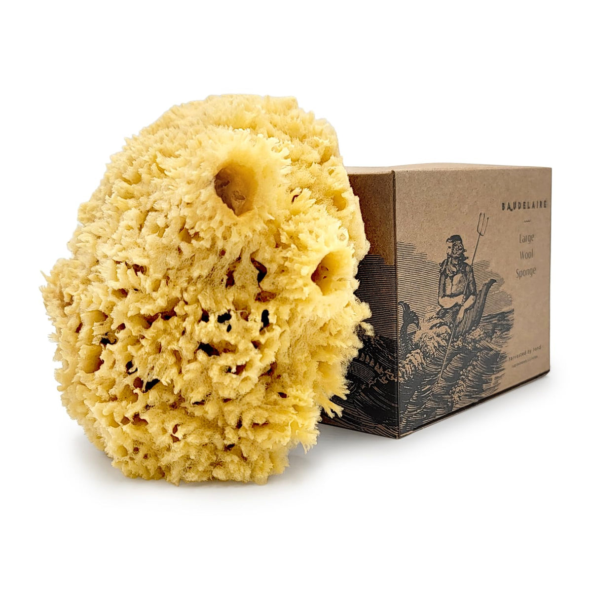 Baudelaire Sea Wool Sponge 5.5&quot; - Natural Bath Sponge, Eco-Friendly & Durable Off-White Loofah