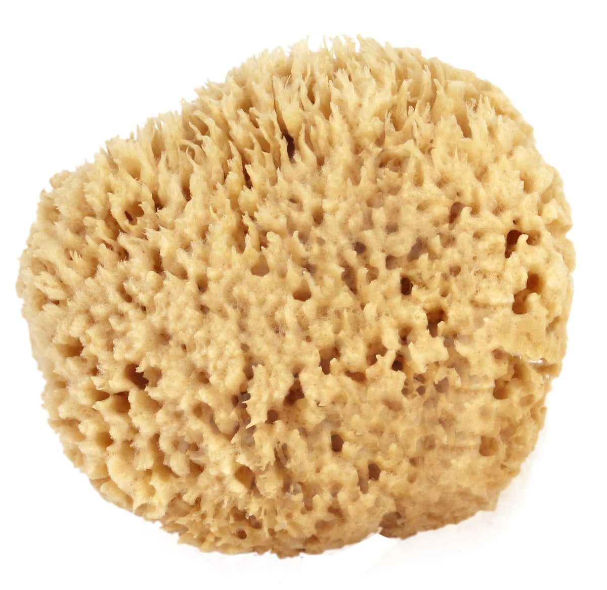 Bath & Shower Express Sea Wool Sponge 6-7&quot; - Natural Exfoliating Body Wash Esponja, Tan