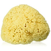 Bath Accessories Sea Sponge, Large/6