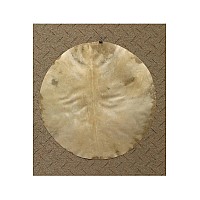 Natural Goatskin 26 Medium