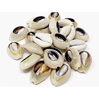 Crispy Collection Tomorrow Sea Shell Cutted Hair Beads Cowrie Dreadlocks Braid Bead Decoration 2Packs Shb8