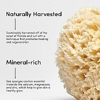 LATHER Natural Sea Wool Sponge | Self Care | Shower and Bath Sponge | Natural Loofah | Sea Sponge for Body Care | One Large Sea Sponge Perfect for Facial Cleansing and Body Wash Sponge