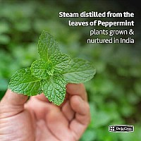 De La Cruz Pure Peppermint Essential Oil, Steam-Distilled, Bottled In Usa 2 Fl Oz