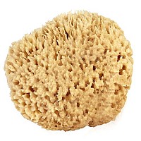 Sea Wool Sponge 4-5 (Medium) by Bath & Shower Express  Natural Renewable Resource!